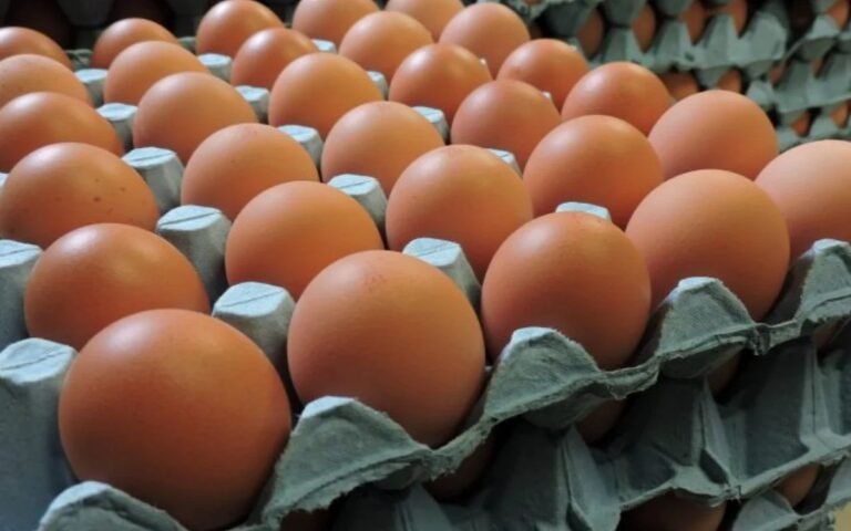 WhatsApp Image 2025-06-25 at 12.50.13 PM