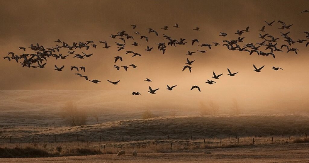 birds (2)