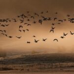 birds (2)