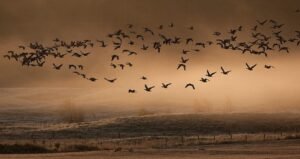 birds (2)