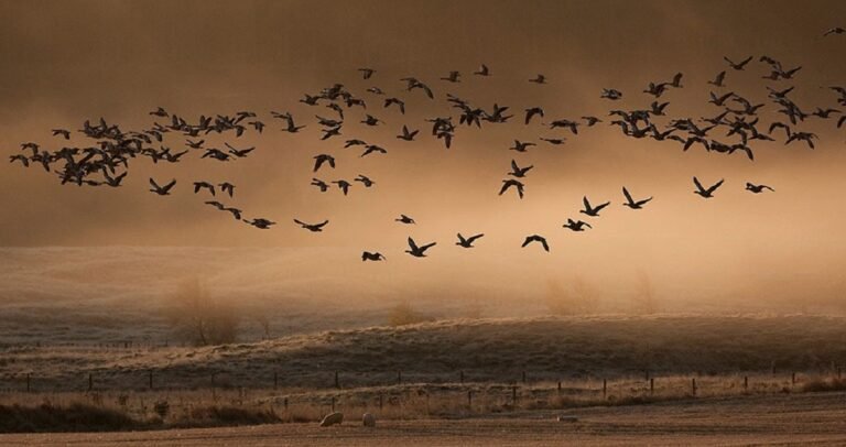 birds (2)